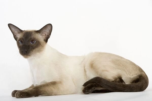 Cat - Siamese Seal Point, shorthaired
