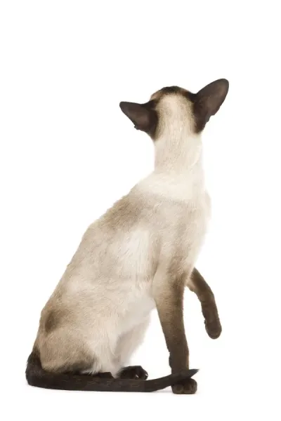 Cat Siamese in studio seal point colouring Our beautiful Wall Art and Photo Gifts include Framed ...