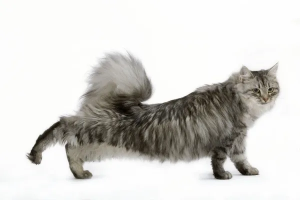 Cat - Siberian - long-haired black & silver mackerel tabby