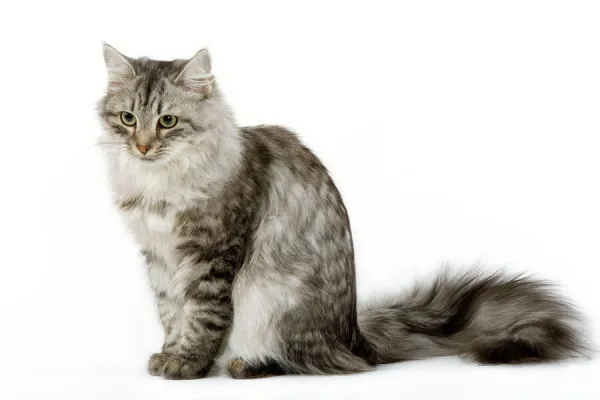 Cat - Siberian - long-haired black & silver mackerel tabby