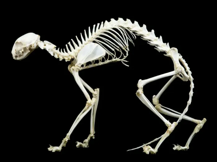 Framed Print : Cat Skeleton Print LA-82