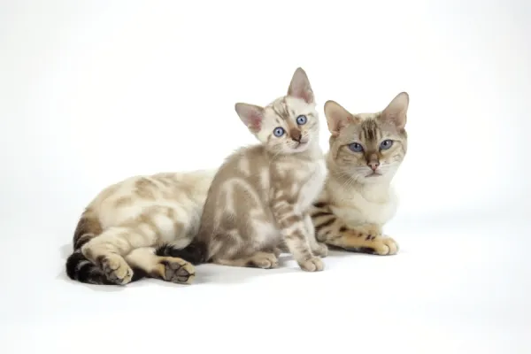 Blue marble hot sale bengal cat