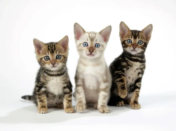 CAT. Snow Marble & Brown Marble blue-eyed Bengal kittens - 6 weeks old