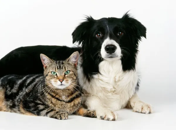 Cat - tabby with Border Collie Dog