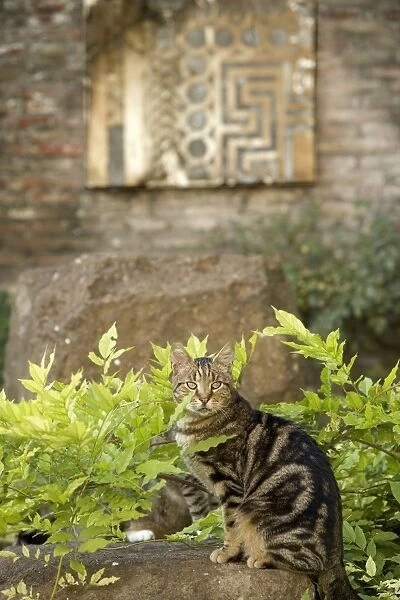 Cat - Tabby on stone wall - pyramid of Caius Cestius - Rome - Italy