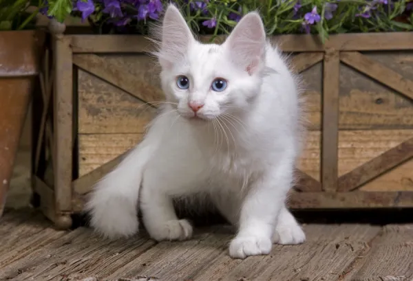 Cat - Turkish Angora kitten