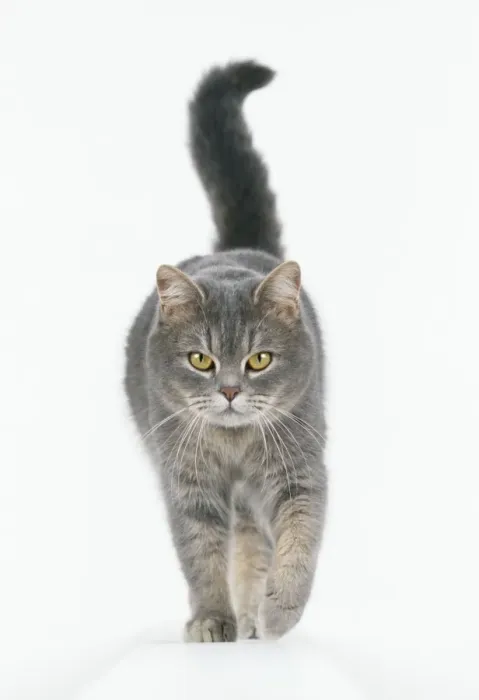Framed Print : Cat Walking towards Camera Print Framed Print : Cat Walking towards Camera Print