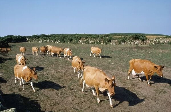 Cattle - Guernsey Cows