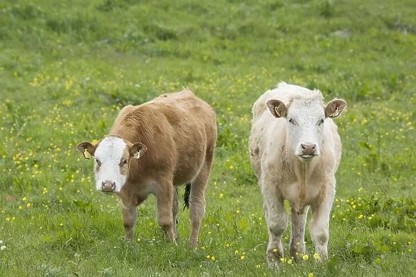 Cattle in Meadow - Orkney Mainland MA002321