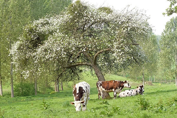 Cattle - Normandy Cows under tree in blossom