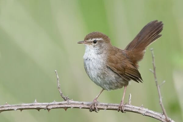 Cetti's Warbler - Tuscany - Italy