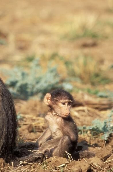 Chacma Baboon Baby, Kruger National Park, South Africa