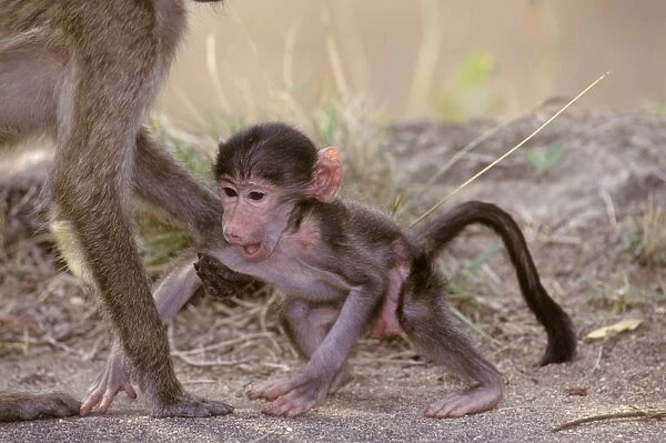 Chacma baboon - Young with parent - Kruger National Park - Transvaal - South Africa JPF37824
