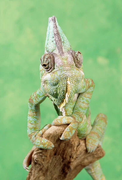 Chameleon - male, showing eyes swiveling