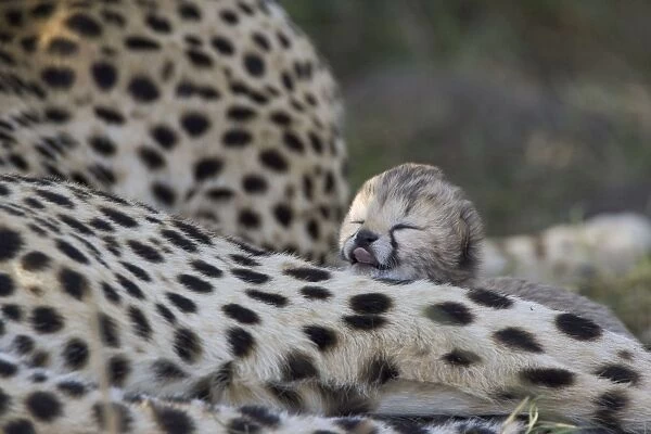 Cheetah - 6 day old cub (s) resting on mother - Maasai Mara Reserve - Kenya