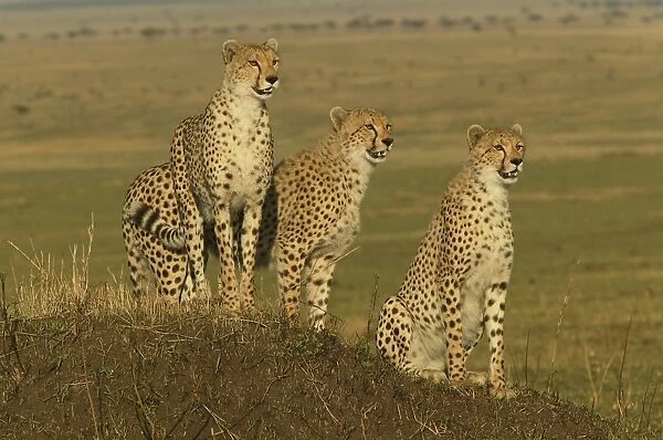Cheetahs LA 622 Transmara, Maasai Mara, Kenya Acinonyx jubatus © J. M. Labat  /  ardea. com