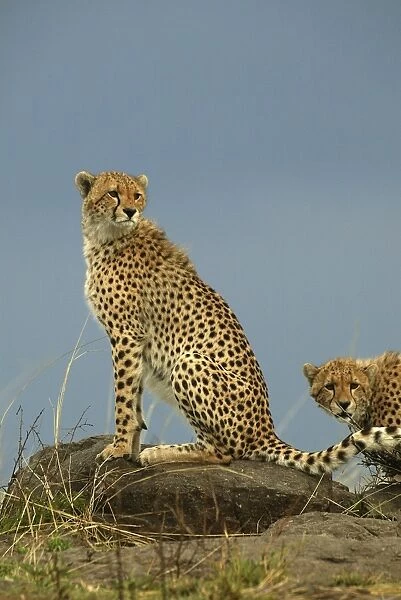 Cheetahs LA 630 Transmara, Maasai Mara, Kenya Acinonyx jubatus © J. M. Labat  /  ardea. com