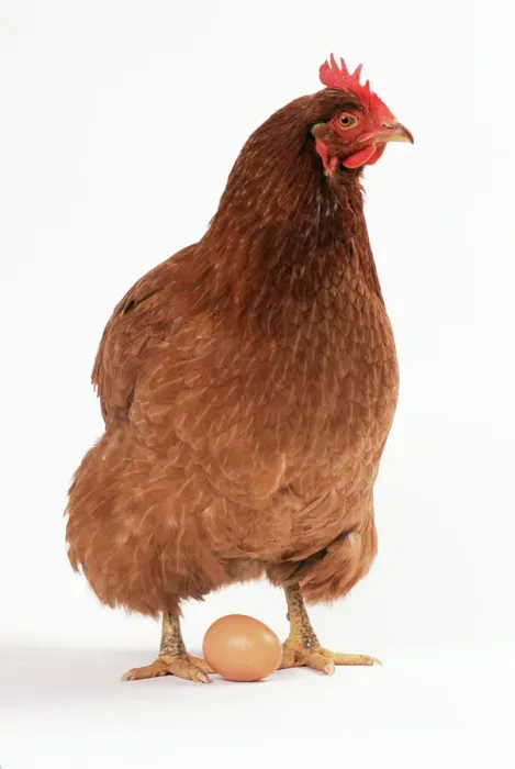 Framed Print : Chicken & Egg Print (Studio Shot) Framed Print : Chicken & Egg Print (Studio Shot)