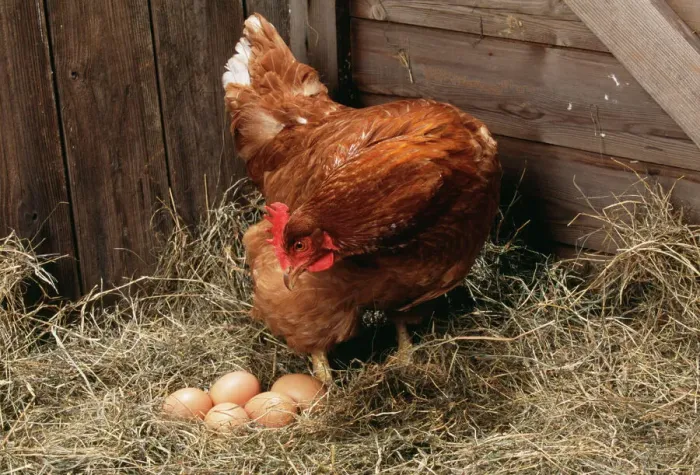 Framed Print : Chicken Hen with Eggs Print Framed Print : Chicken Hen with Eggs Print