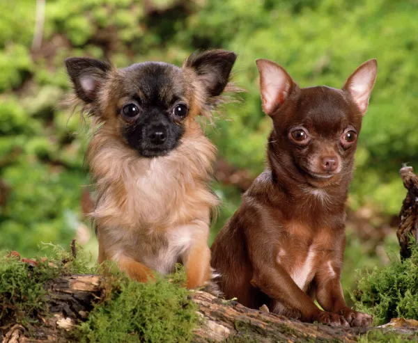 Chihuahua Dogs