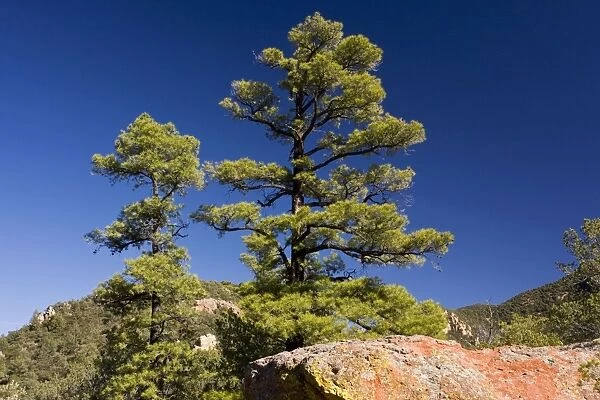 The Chihuahua Pine Pinus leiophylla var. chihuahuana with red volcanic rock, South Creek Canyon. Arizona