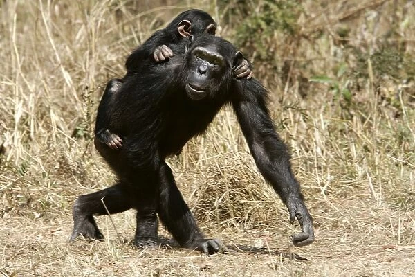 Chimpanzee - adult with young on back. Chimfunshi Chimp Reserve - Zambia - Africa