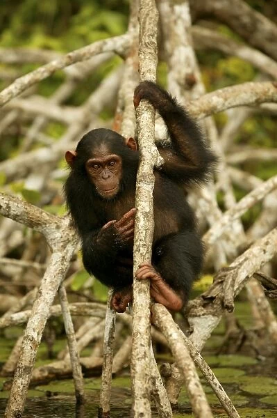 Chimpanzee Climbing on branches above water Concuati, Congo, Central Africa