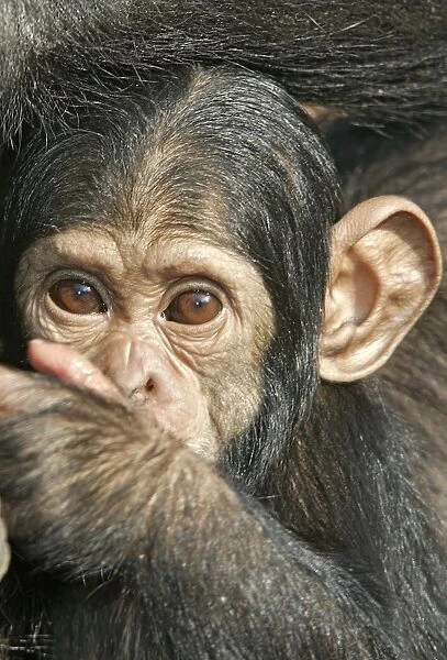 Chimpanzee - close-up of face of young. Chimfunshi Chimp Reserve - Zambia - Africa