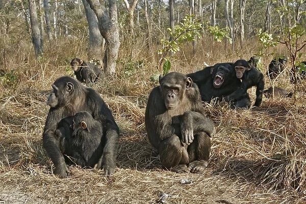 Chimpanzee - group. Chimfunshi Chimp Reserve - Zambia - Africa
