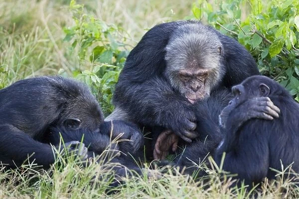 Chimpanzee - social grooming - Ngamba Island Chimpanzee Sanctuary