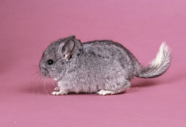 Chinchilla pet hot sale for sale