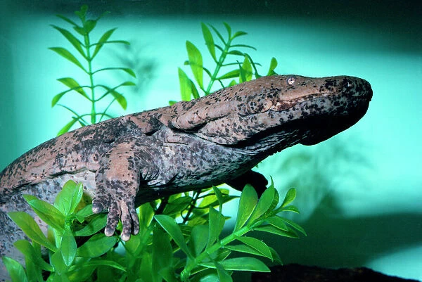 Chinese Giant Salamander - swimming