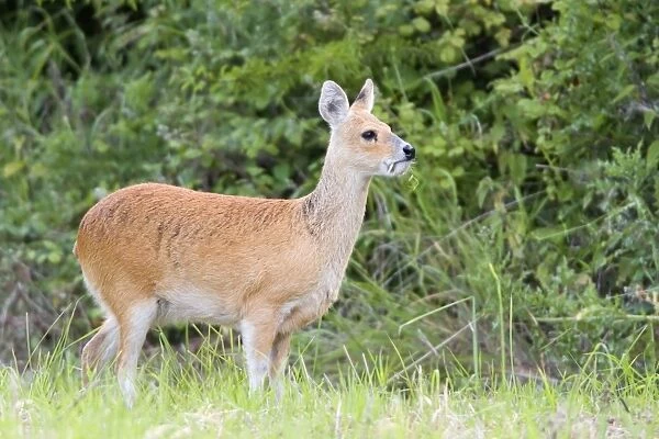 Chinese Water Deer - Buck Norfolk UK