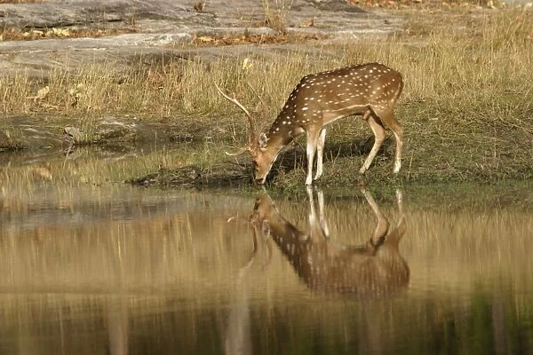 Chital - stag drinking at water Bandhavgarh NP, India Order: Artiodactyla Fm: Cervidae