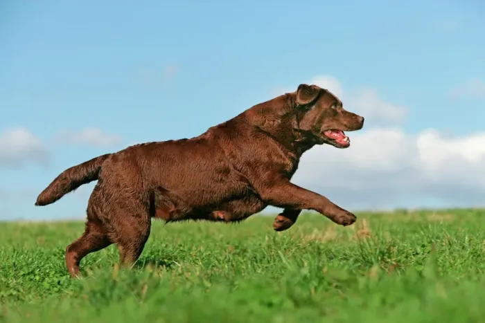 Framed Print : Chocolate Labrador - Running Print Framed Print : Chocolate Labrador - Running Print