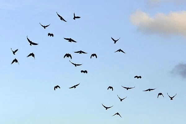 Chough - flock in flight, Andalucia, Spain