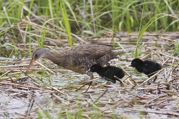 Clapper Rail - with chicks - June - CT - USA