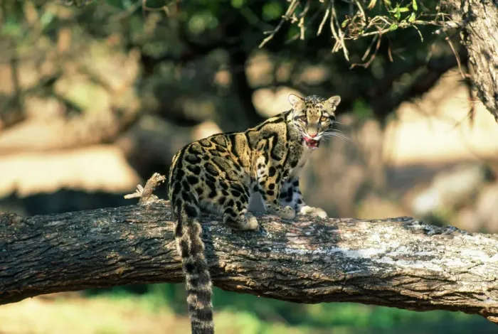 Framed Print : Clouded Leopard Print - Licking Lips on Tree Framed Print : Clouded Leopard Print - Licking Lips on Tree