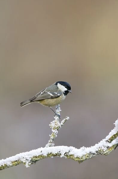Coal tit - on snowy branch Bedfordshire UK 006662