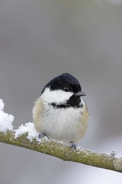 Coal Tit - in winter on snow covered twig - Cleveland -UK