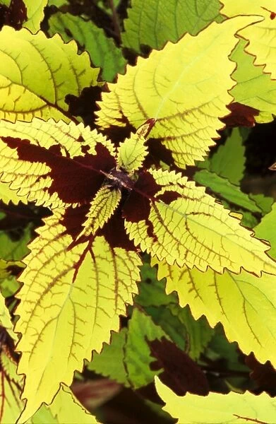 Coleus 'Pineapple' - (under glass) in beautiful Victorian greenhouses at West Dean Gardens, West Sussex. UK. September