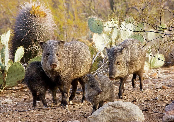 Collared Peccaries  /  Javelinas - Family group in the desert of south-west Arizona