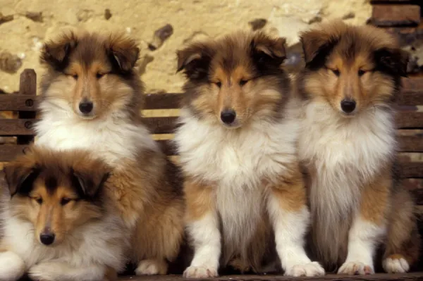 Collie Dogs - four puppies