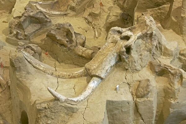 Columbian Mammoth Fossil - South Dakota - USA - Hot Springs Mammoth Site is a natural hydrogeologic trap into which young male mammoths fell and starved or drowned - The site has been preserved leaving the remains in place when the animal died or