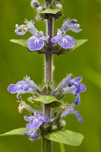 Common bugle (Ajuga reptans) in flower. Common grassland and woodland plant in UK
