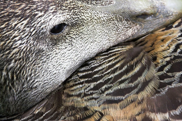 Common Eider Duck Female. Close-up of eye and feather detail as she broods eggs. Inner Farne Island, Northumberland, UK