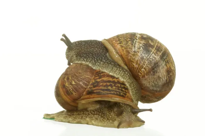 Framed Print : Common Garden Snail Mating Print Framed Print : Common Garden Snail Mating Print