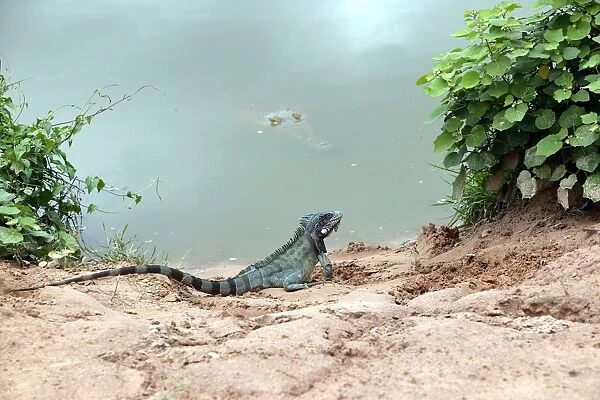 Common  /  Green Iguana & Orinoco Crocodile (crocodylus intermedius). Llanos Venuzuela