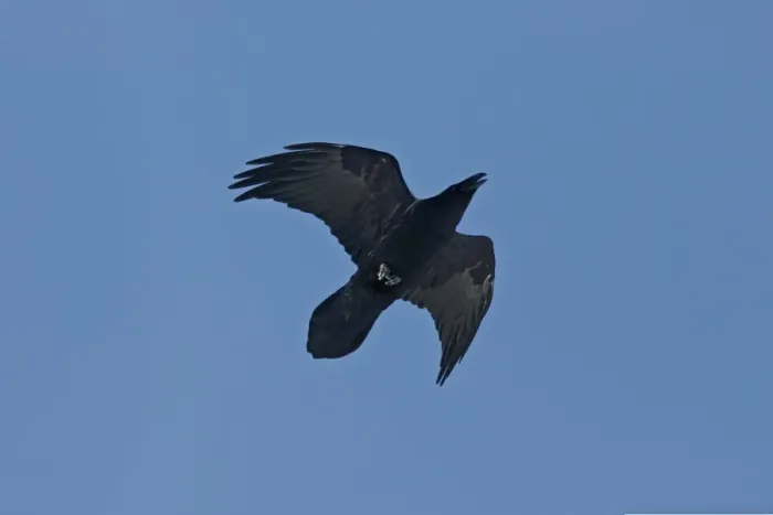 Framed Print : Common Raven Print - Corvus corax Framed Print : Common Raven Print - Corvus corax