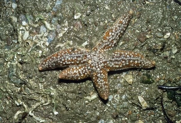 Common Starfish - showing leg regeneration
